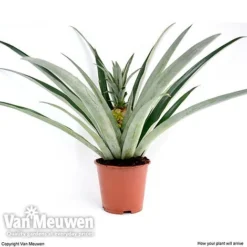Pineapple Plant 12 Pineapple Plant -Green Us Garden pine v80761 c