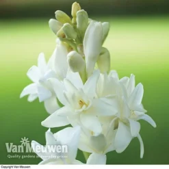 Polianthes Tuberosa 'The Pearl' -Green Us Garden polianth tub1