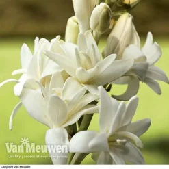 Polianthes Tuberosa 'The Pearl' -Green Us Garden polianth tub2