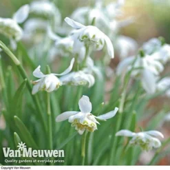 Snowdrops In The Green (Double Flowered) -Green Us Garden snow v18342 d