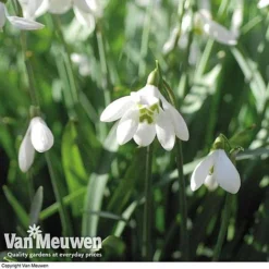 Snowdrops In The Green (Double Flowered) -Green Us Garden snow v18342 e
