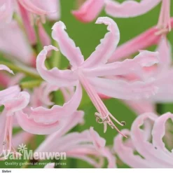 Nerine Bowdenii Collection -Green Us Garden stefani