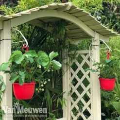 Strawberry 'Elsanta' (Pre-planted Baskets) 11 Strawberry 'Elsanta' (Pre-planted Baskets) -Green Us Garden strawberr