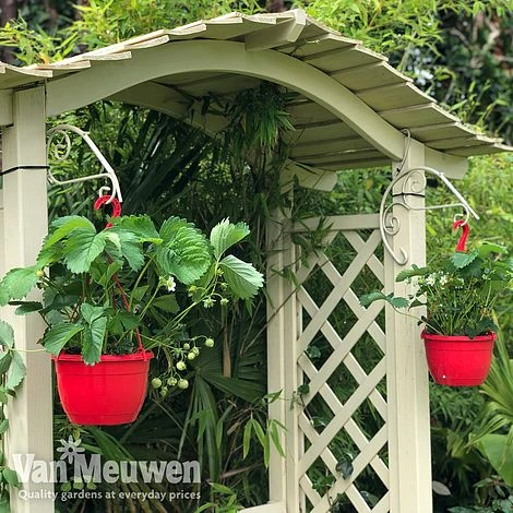 Strawberry 'Elsanta' (Pre-planted Baskets) 5 Strawberry 'Elsanta' (Pre-planted Baskets) - Image 5