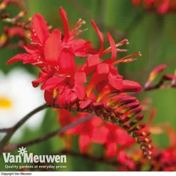 Summer Colour Bulb Collection -Green Us Garden summer bulb V46129 e