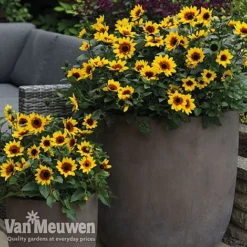 Sunflower SunBelievable™ 'Brown Eyed Girl' -Green Us Garden sunb