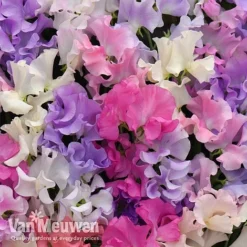Sweet Pea 'Sweet Dreams Mixed' -Green Us Garden sweet21