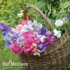 Sweet Pea 'Sweet Dreams Mixed' -Green Us Garden sweet41