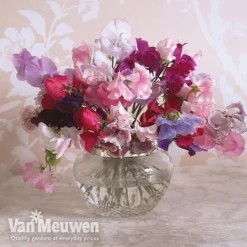 Sweet Pea 'Sweet Dreams Mixed' -Green Us Garden sweet5