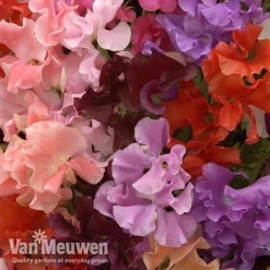 Sweet Pea 'Sweet Dreams Mixed' -Green Us Garden sweet51