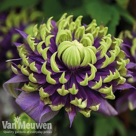 Clematis Florida 'Taiga' 1 Clematis Florida 'Taiga'