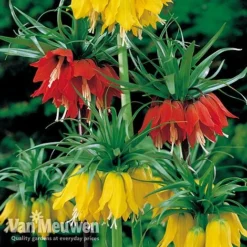 Fritillaria Imperialis 'Collection' 5 Fritillaria Imperialis 'Collection' -Green Us Garden vfrit duo