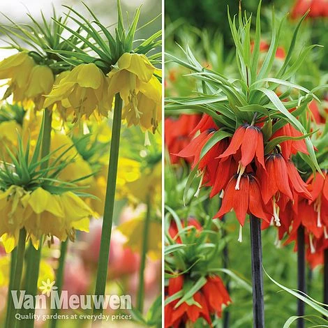 Fritillaria Imperialis 'Collection' 1 Fritillaria Imperialis 'Collection'