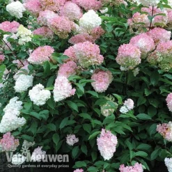 Hydrangea Paniculata 'Vanille Fraise' -Green Us Garden vmvan4
