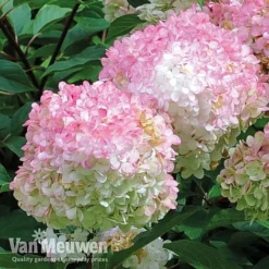 Hydrangea Paniculata 'Vanille Fraise' -Green Us Garden vmvan5