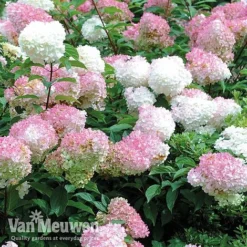 Hydrangea Paniculata 'Vanille Fraise' -Green Us Garden vmvan6