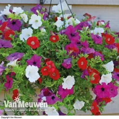 Petunia Surfinia® Collection 16 Petunia Surfinia® Collection -Green Us Garden vsurf