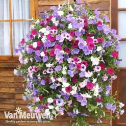 Petunia Surfinia® Collection 13 Petunia Surfinia® Collection -Green Us Garden vsurf3