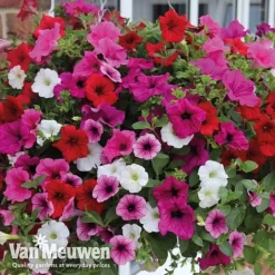 Petunia Surfinia® Collection 15 Petunia Surfinia® Collection -Green Us Garden vsurf5