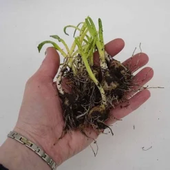 English Bluebells 6 English Bluebells -Green Us Garden z BLUE P7146 C h