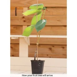 Patio Fruit Tree Collection -Green Us Garden z COLL T56849 B h
