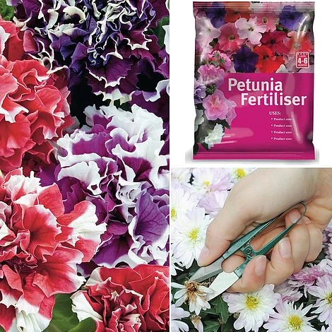 Petunia 'Orchid-Flowered Mixed' F1 Hybrid Success Kit 1 Petunia 'Orchid-Flowered Mixed' F1 Hybrid Success Kit