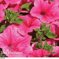 Petunia 'Surfinia' Pre-Planted Basket 10 Petunia 'Surfinia' Pre-Planted Basket -Green Us Garden z pet2