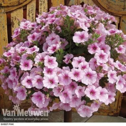 Petunia 'Surfinia' Pre-Planted Basket 11 Petunia 'Surfinia' Pre-Planted Basket -Green Us Garden z pet3