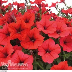 Petunia 'Surfinia' Pre-Planted Basket 12 Petunia 'Surfinia' Pre-Planted Basket -Green Us Garden z pet4