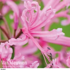 Nerine Bowdenii Collection -Green Us Garden z pink