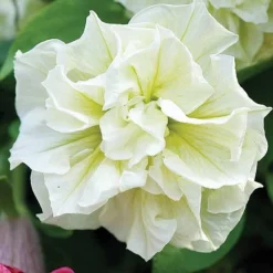 Petunia 'Frills & Spills™ Mixed' -Green Us Garden z z PETU T16421 A h