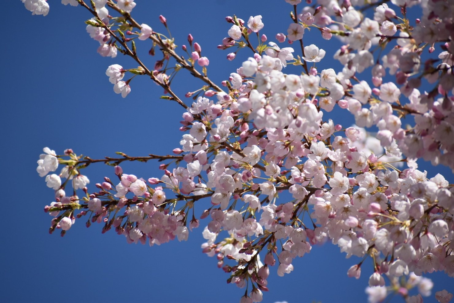 Green Us Garden -Green Us Garden Im11age